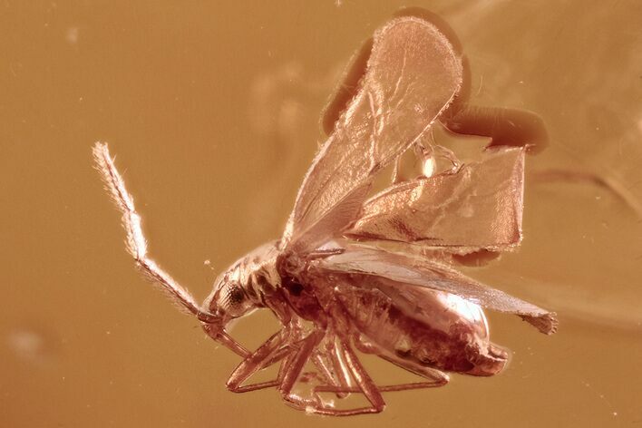 Fossil True Bug (Heteroptera) In Baltic Amber #300679